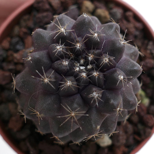 Copiapoa humilis X griseoviolacea AM04