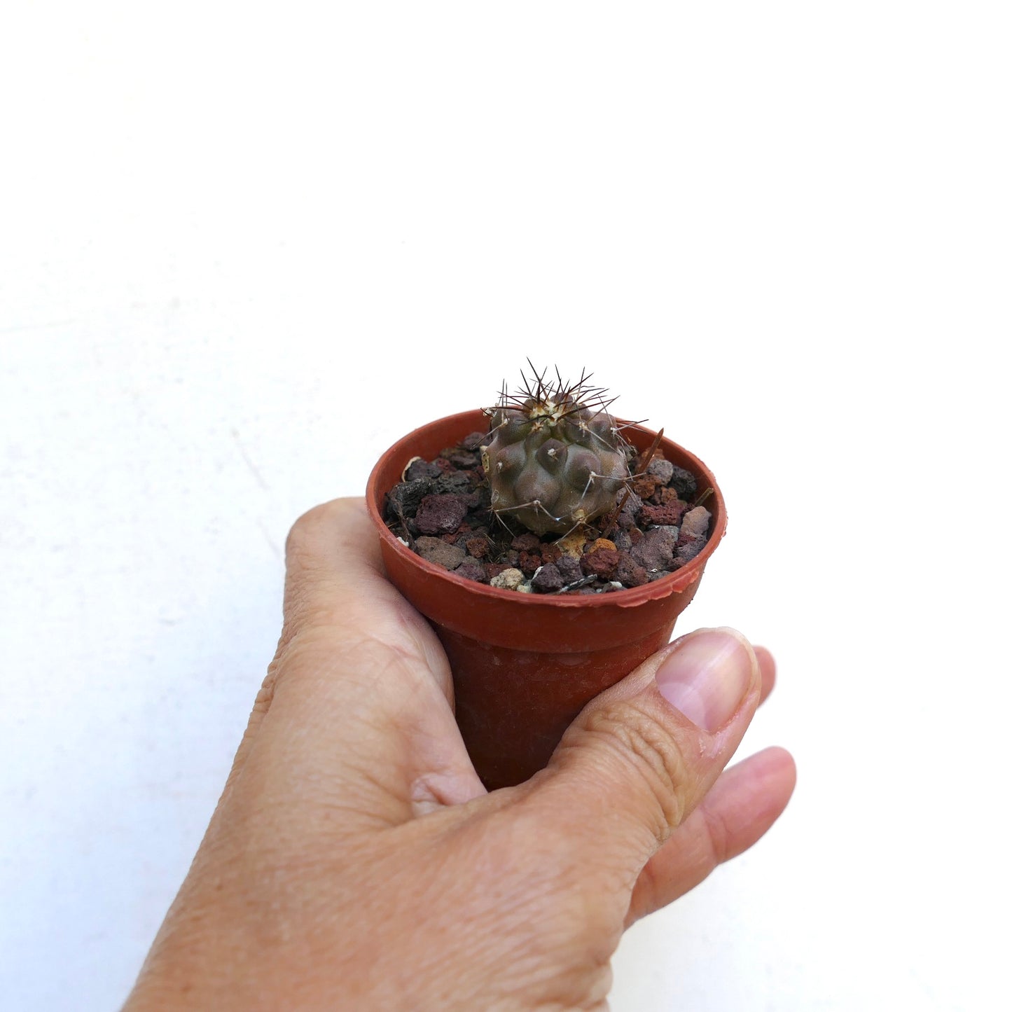 Copiapoa carrizalensis OO101