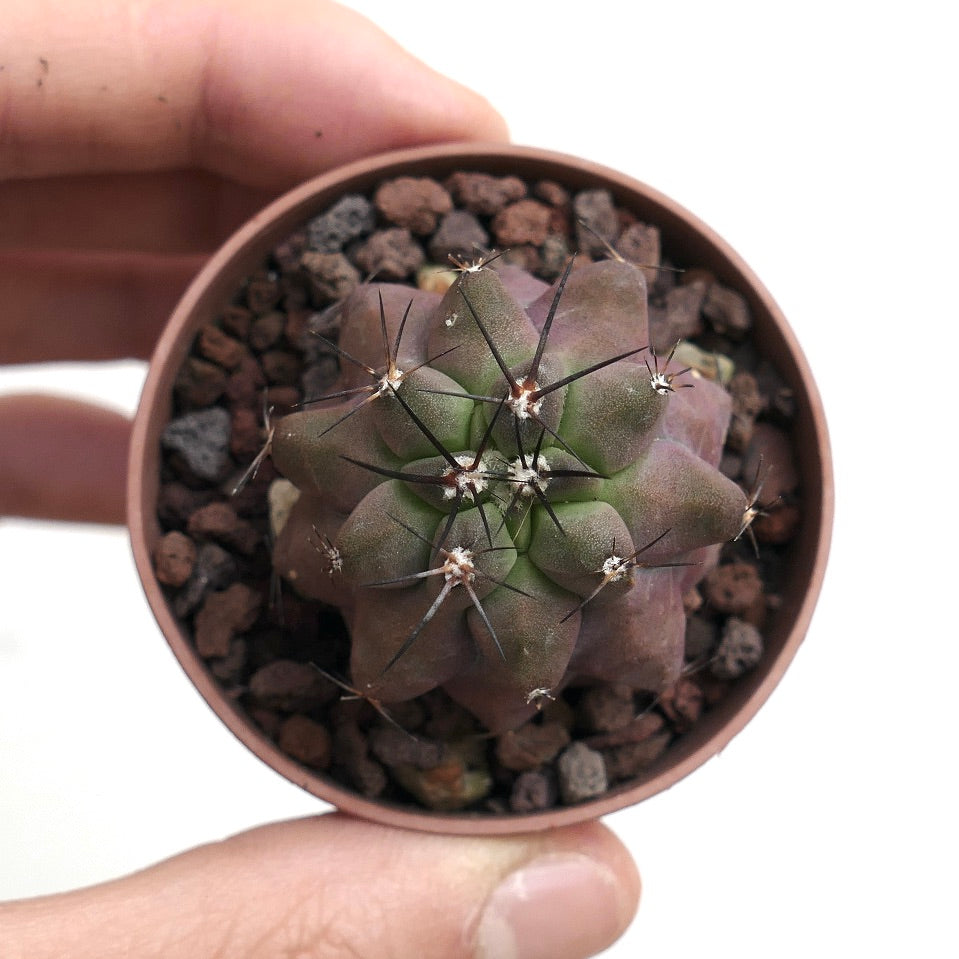 Copiapoa cinerea KIKKO x griseoviolacea AU4