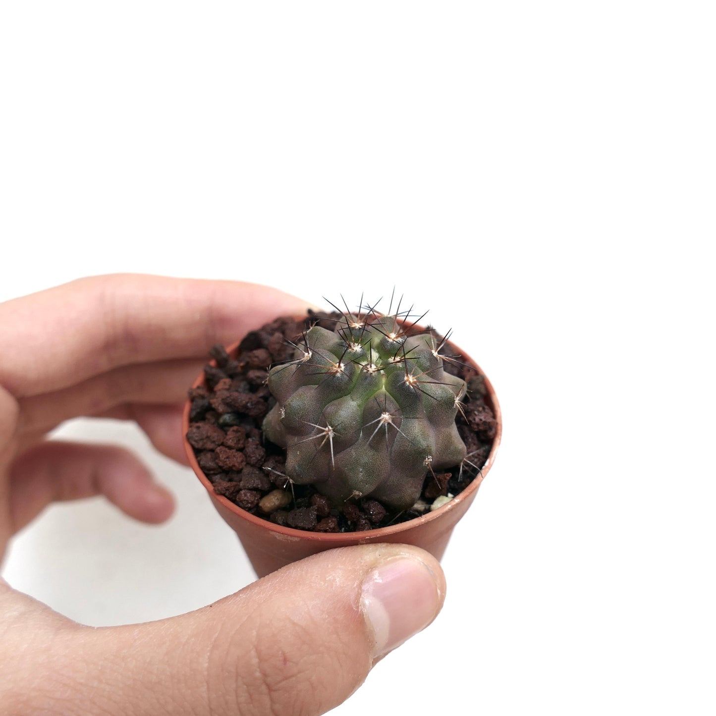 Copiapoa cinerea X serpentisulcata B42