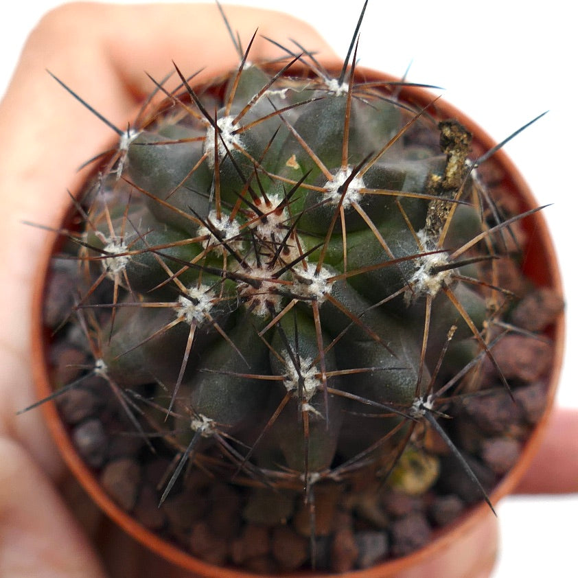 Copiapoa atacamensis X cinerea MM2