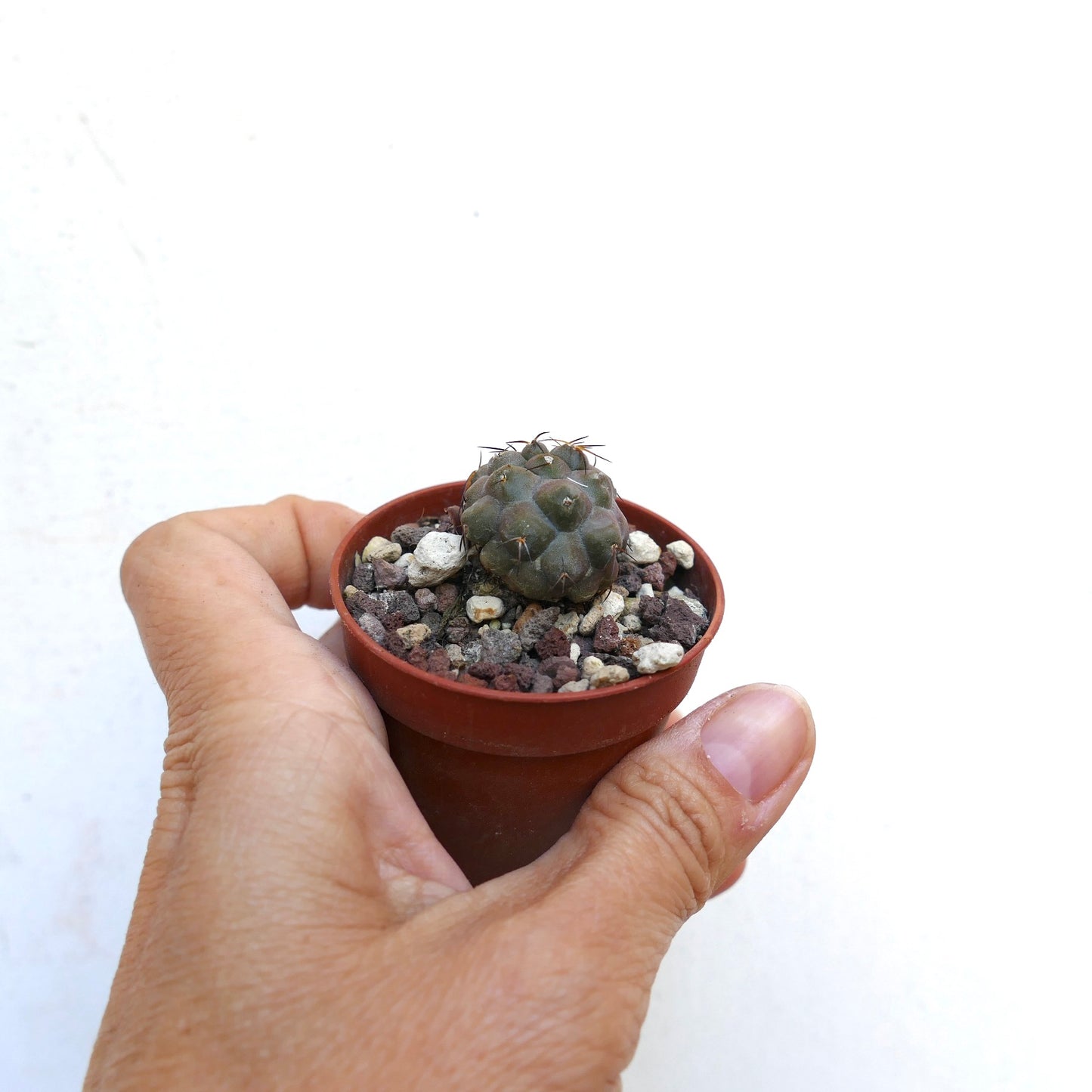 Copiapoa cinerea X hypogaea B32