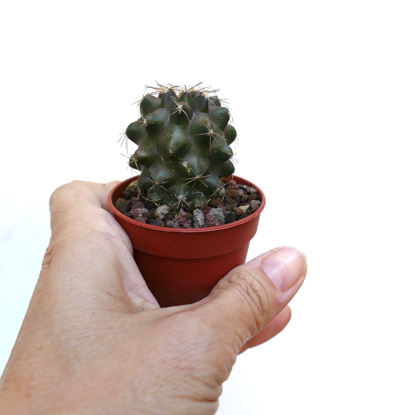 Copiapoa humilis X serpentisulcata 18