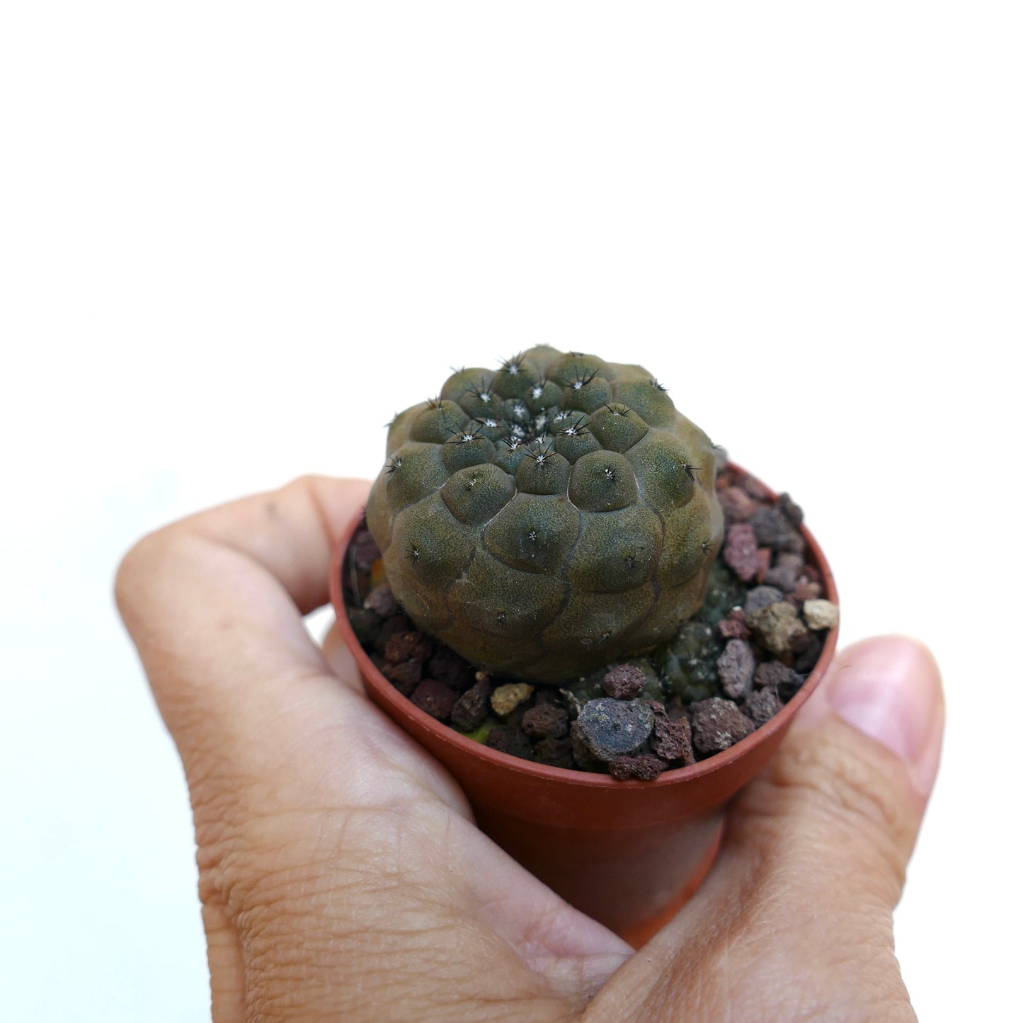 Copiapoa hypogaea 6410