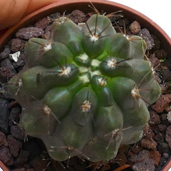 Copiapoa bridgesii X cinerea nudum QQ101