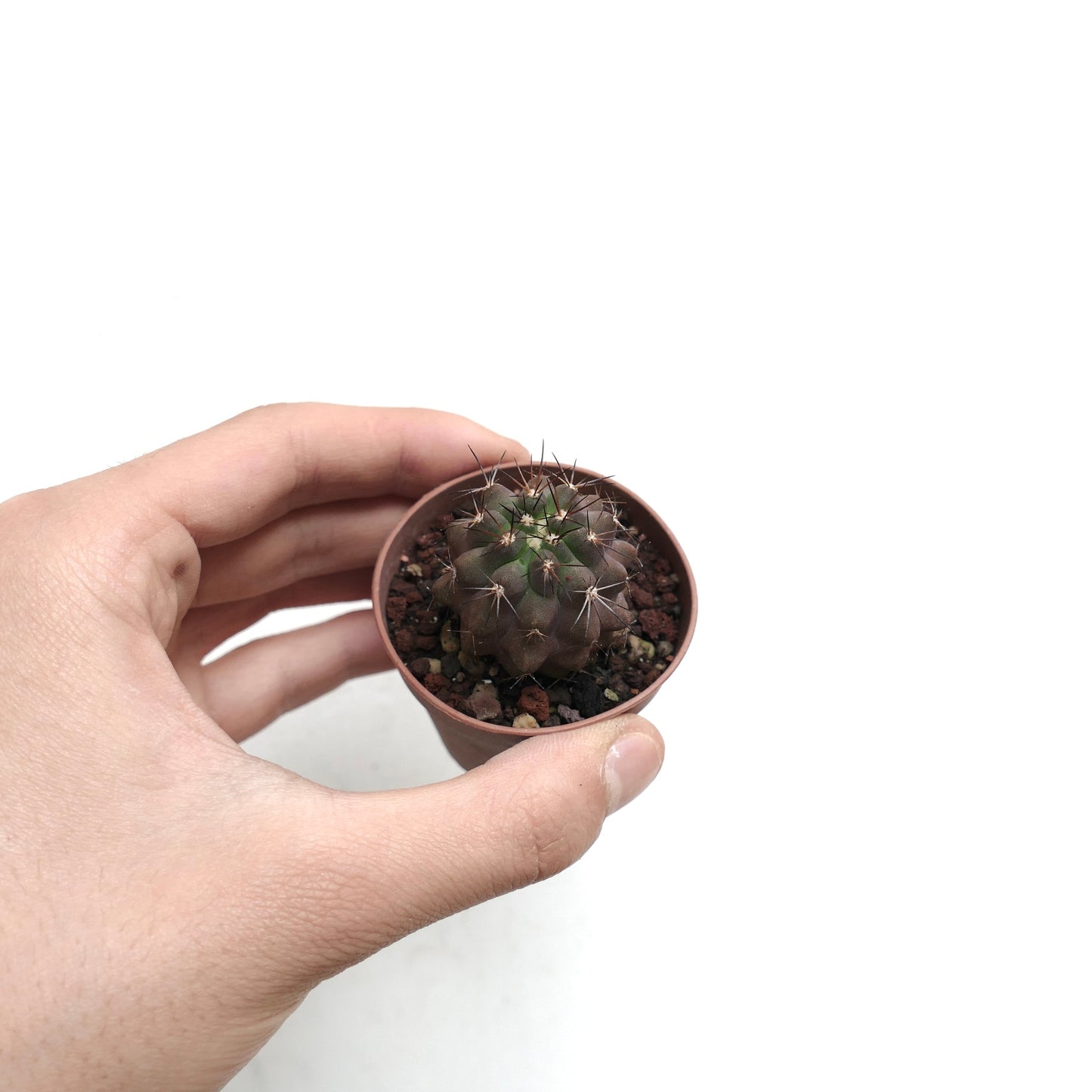 Copiapoa cinerea BROWN SPINES x atacamensis 3K