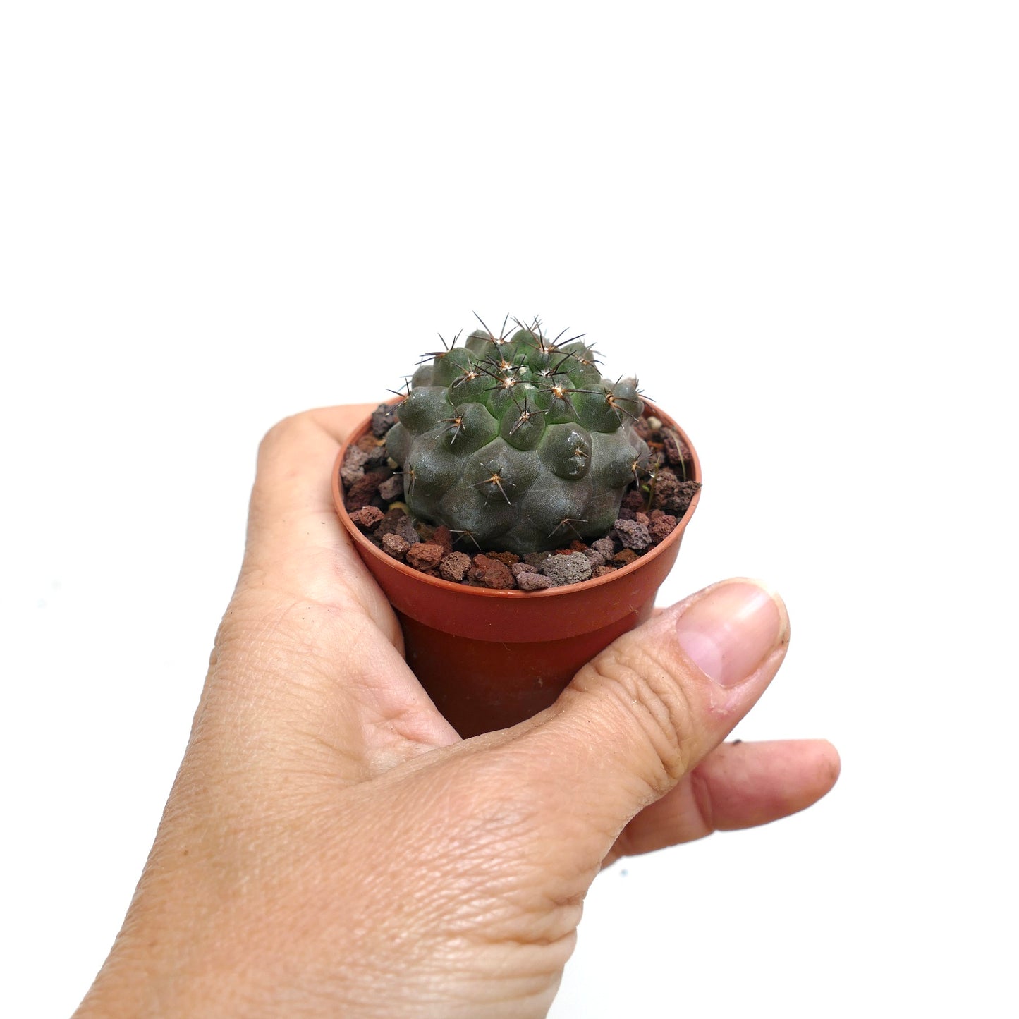 Copiapoa columna-alba X cinerea X desertorum SHADOW