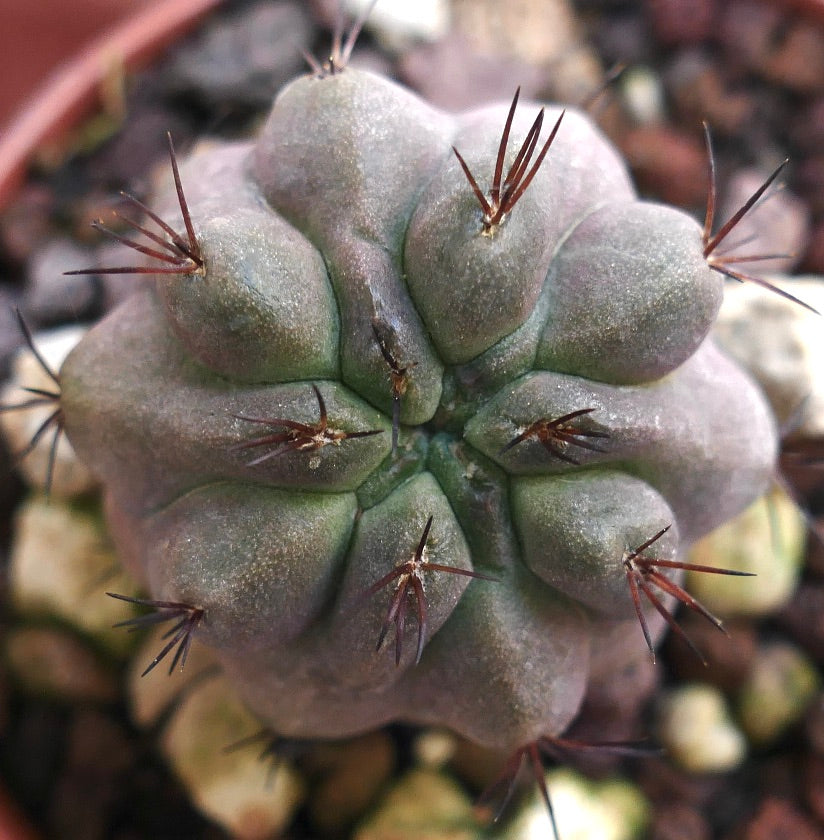 Copiapoa cinerea TALTAL x hypogaea (GREY FORM) TUN15