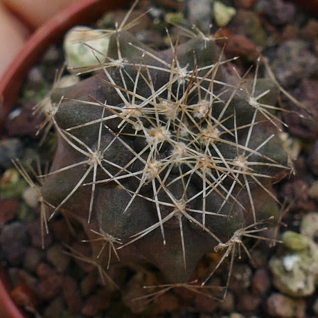 Copiapoa humilis X cinerea var. albispina VWT77