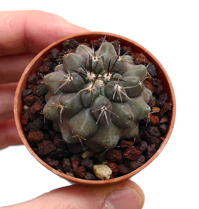 Copiapoa cinerea X desertum AT