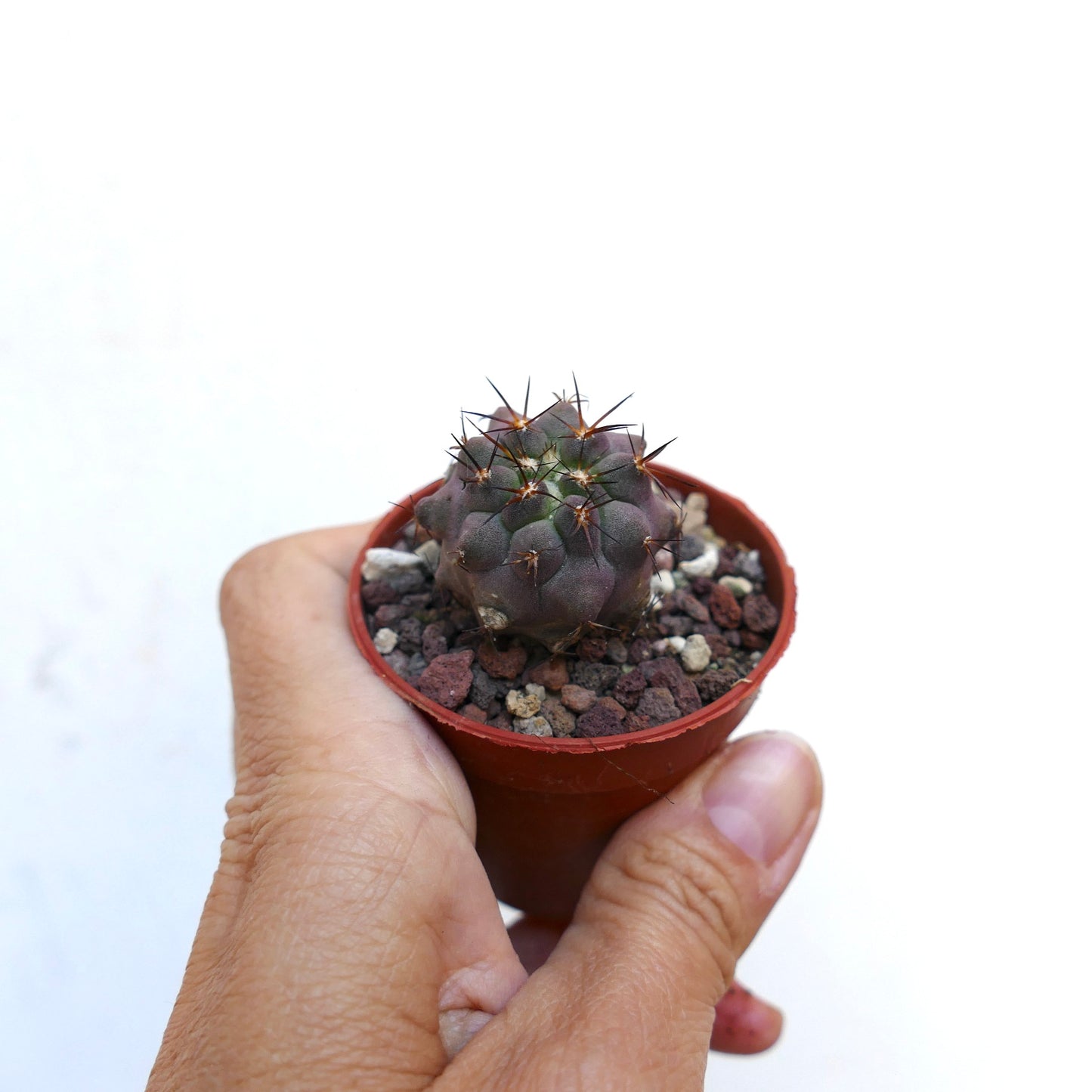  Copiapoa columna-alba X griseoviolacea PL460