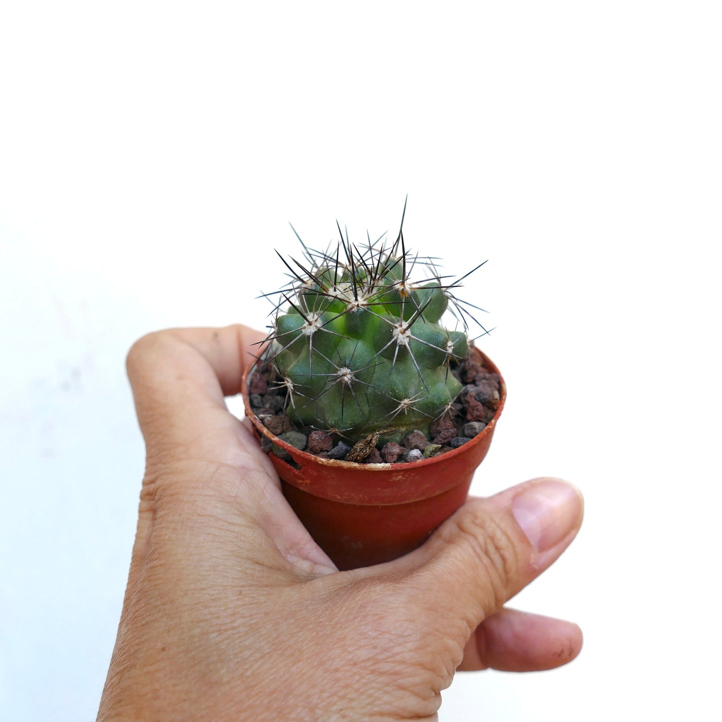 Copiapoa atacamensis X fiedleriana 010