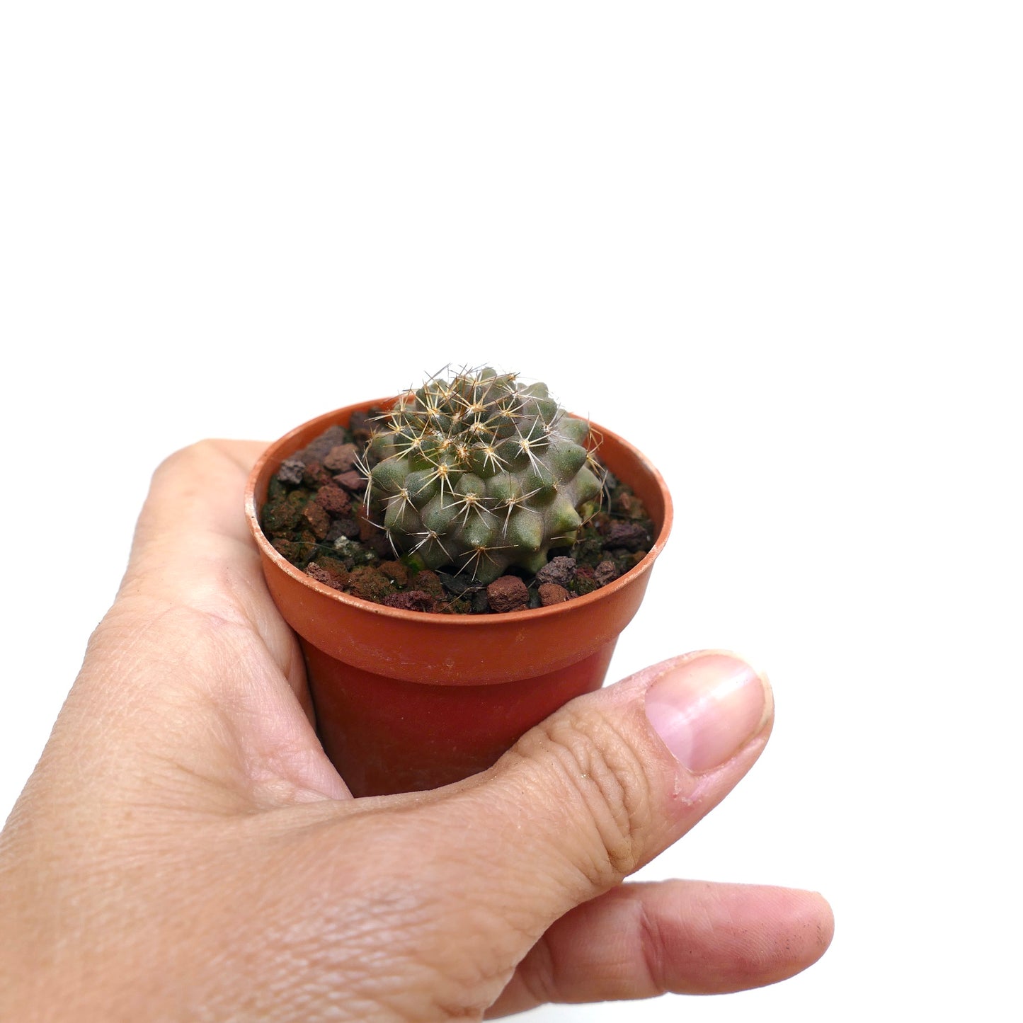 Copiapoa serpentisulcata CC6