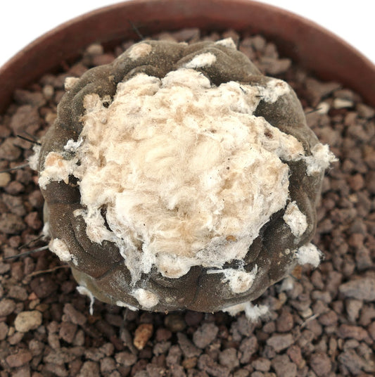 Copiapoa hypogaea SS33K