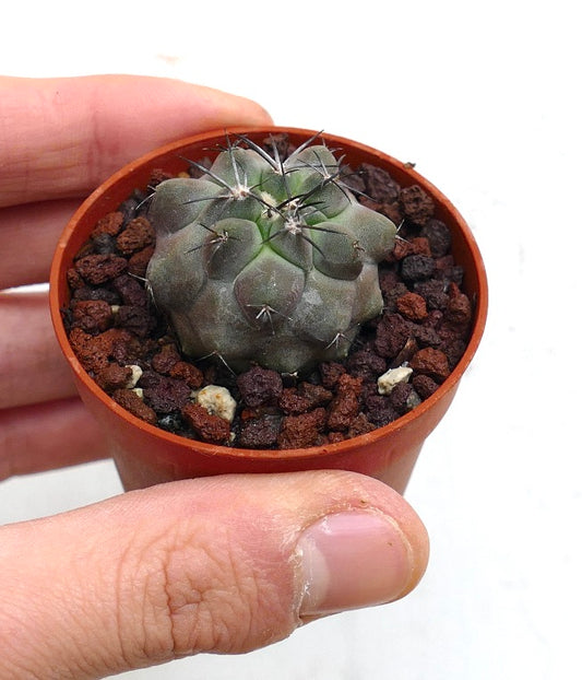 Copiapoa dealbata X cupreata 28M