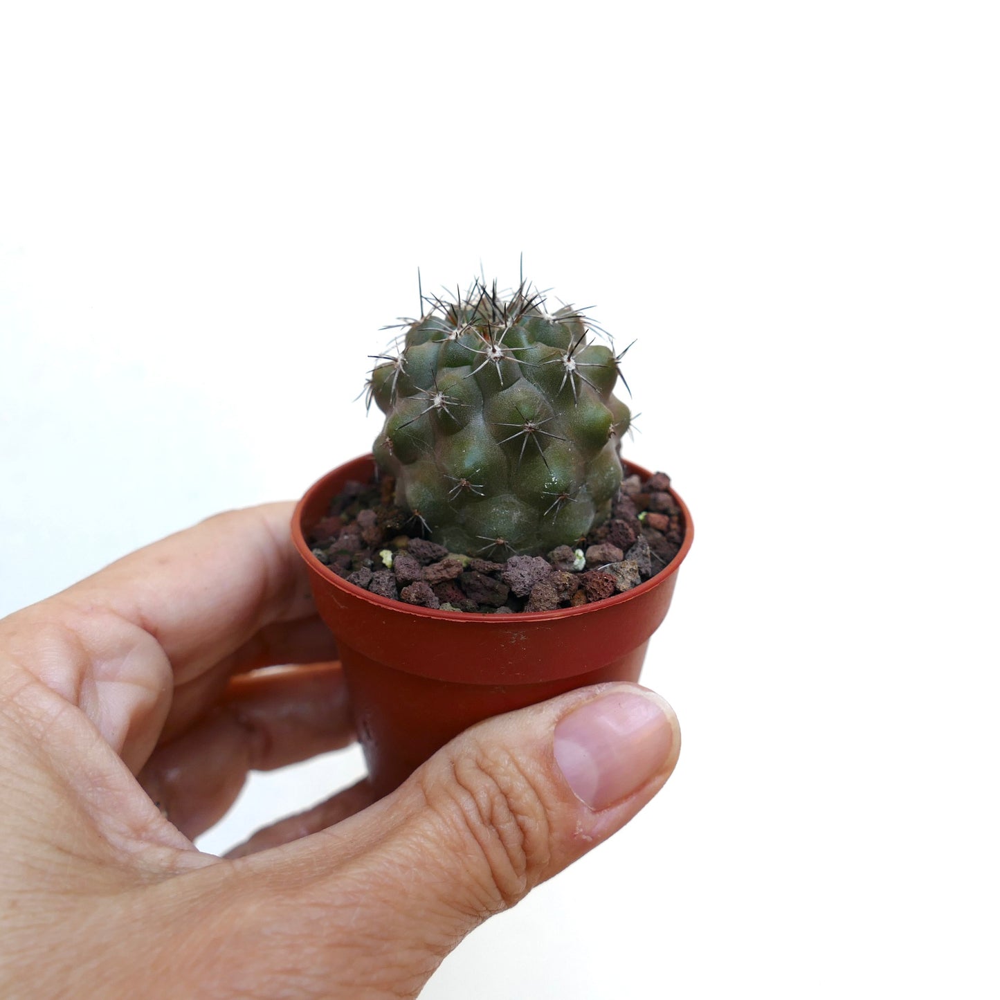 Copiapoa desertorum X fiedleriana AV7