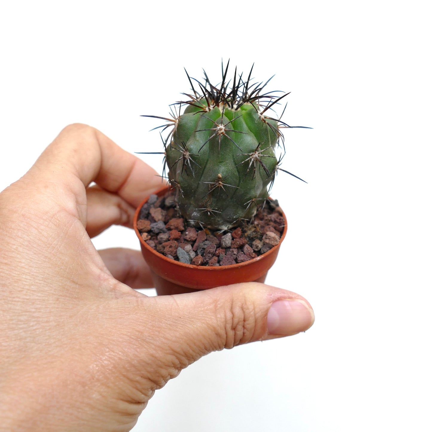 Copiapoa atacamensis X cinerea 431