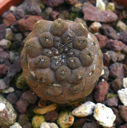 Copiapoa hypogaea cv LIZARD SKIN FJQ-Y9