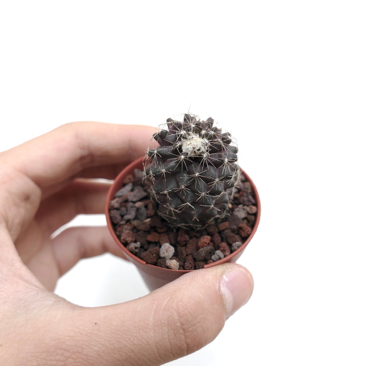 Copiapoa humilis 15RR