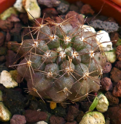 Copiapoa goldii BN8