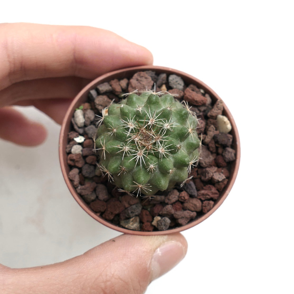 Copiapoa serpentisulcata S33