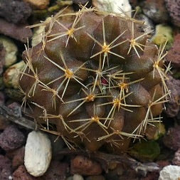 Copiapoa goldii AW5