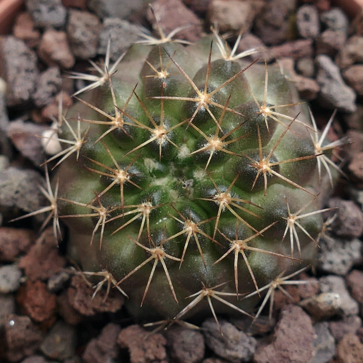 Copiapoa goldii CC8