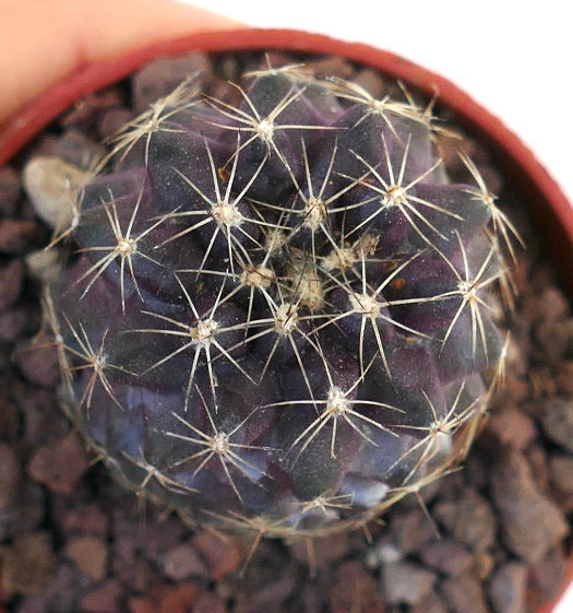 Copiapoa tenuissima 110JJP