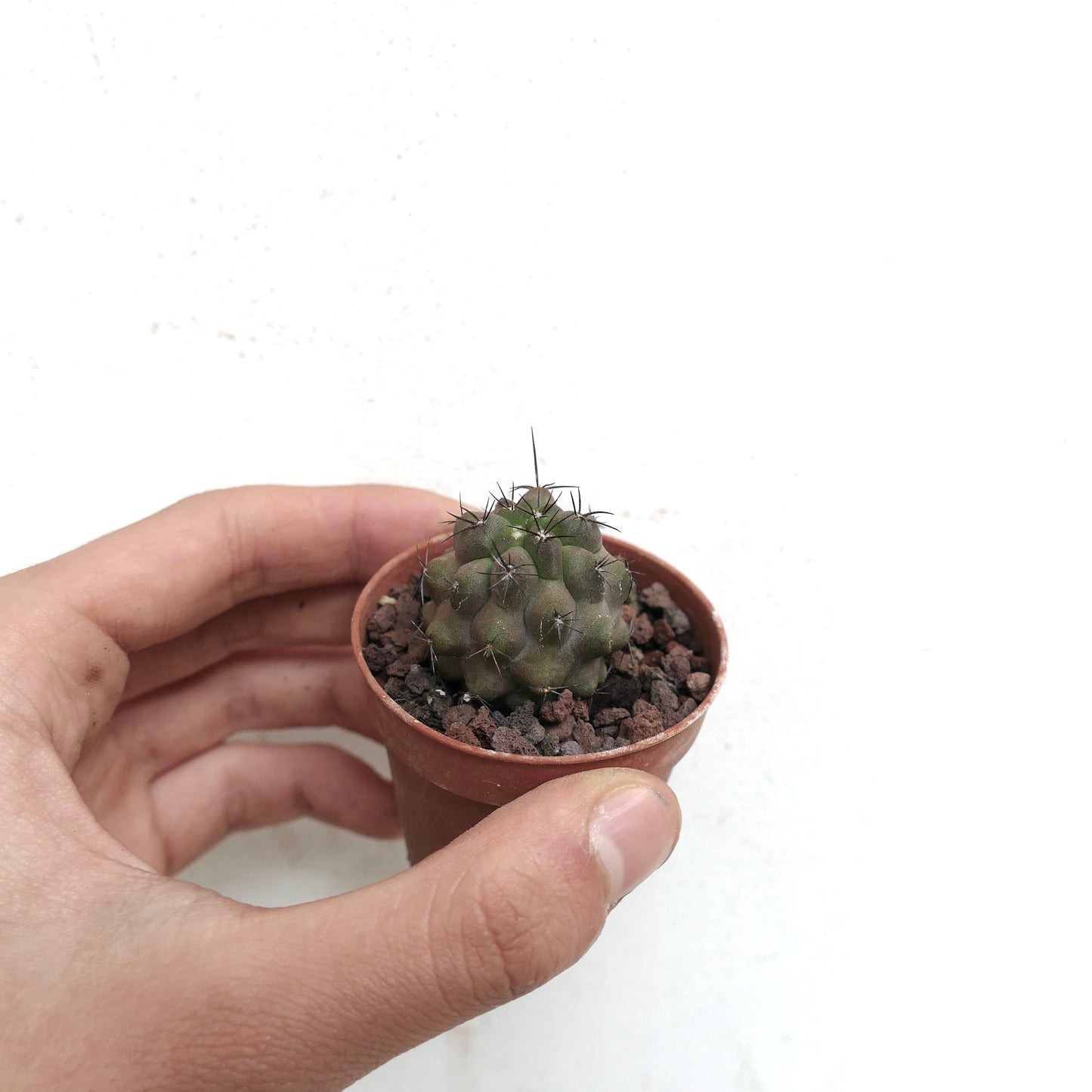 Copiapoa cinerea X humilis BIS610