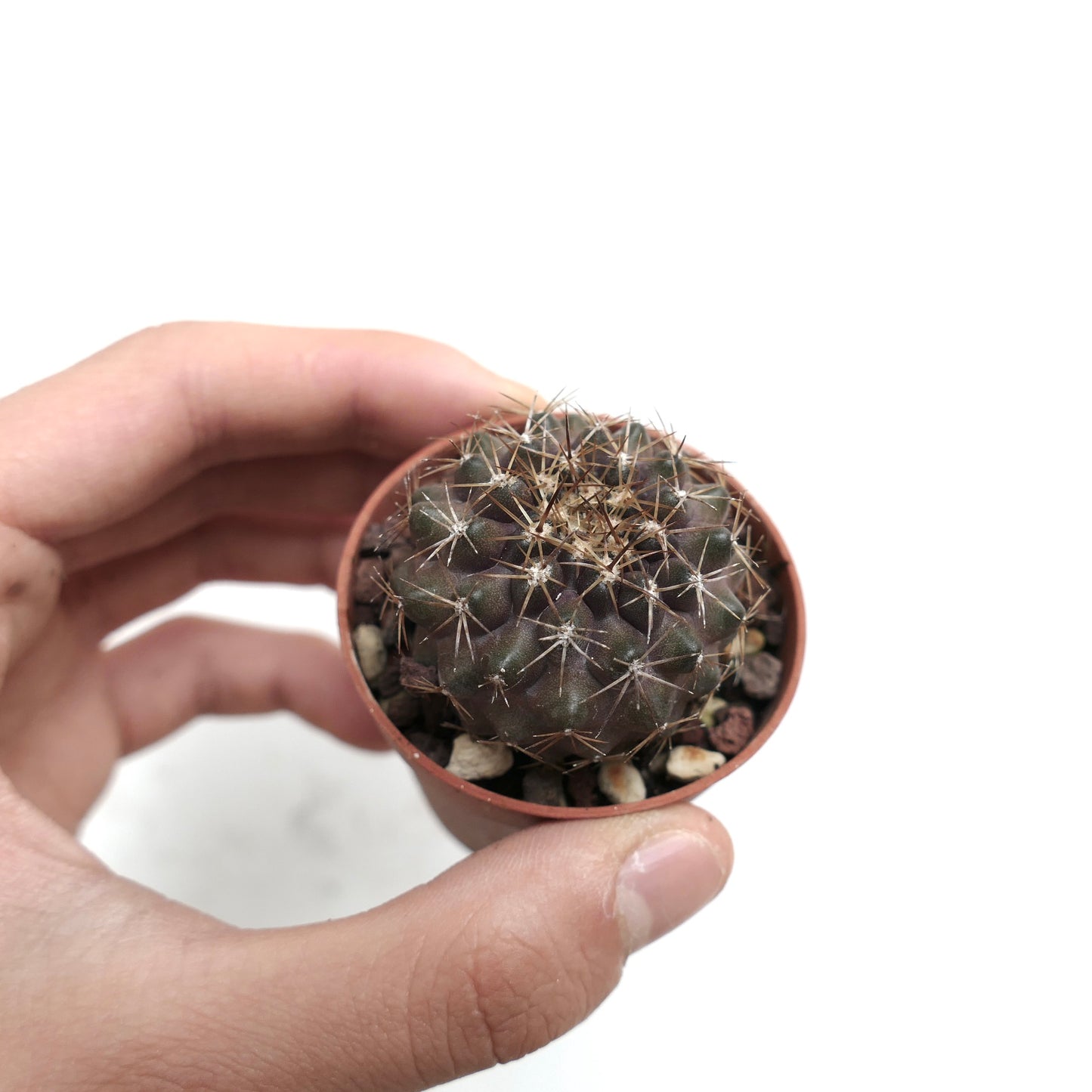 Copiapoa serpentisulcata N20