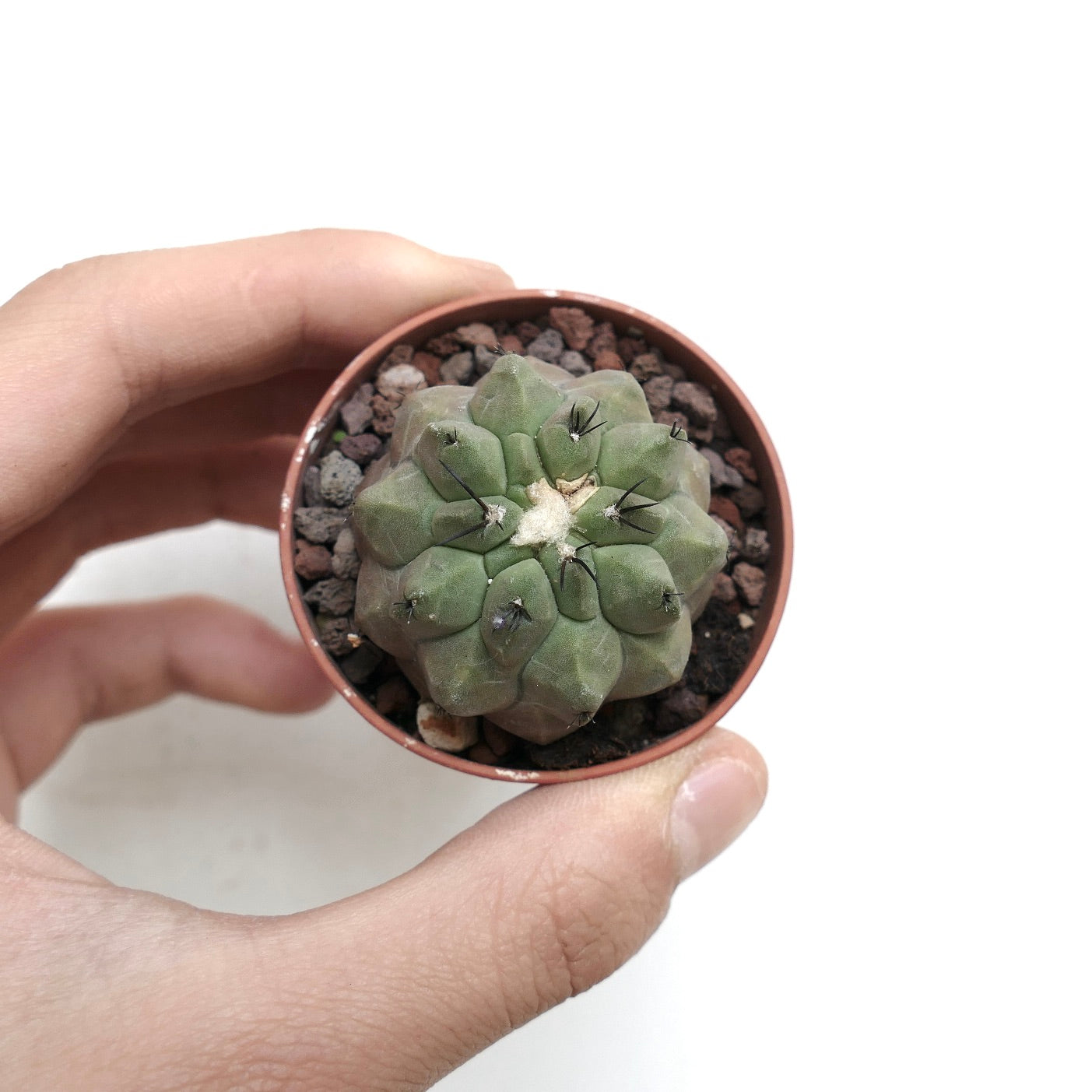 Copiapoa cinerea X hypogaea RZ7