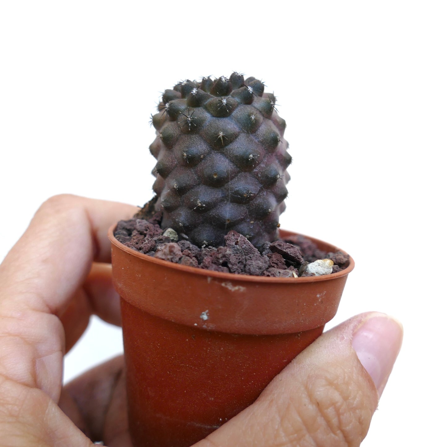 Copiapoa tenuissima C2