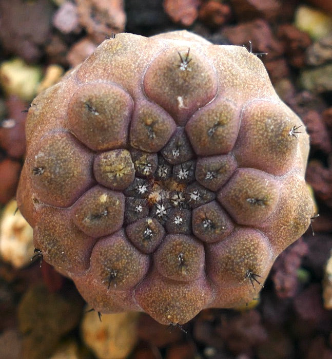 Copiapoa hypogaea 18N