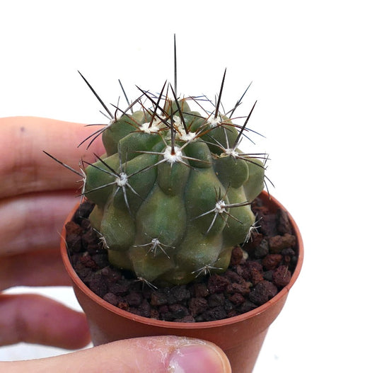 Copiapoa fiedleriana A91