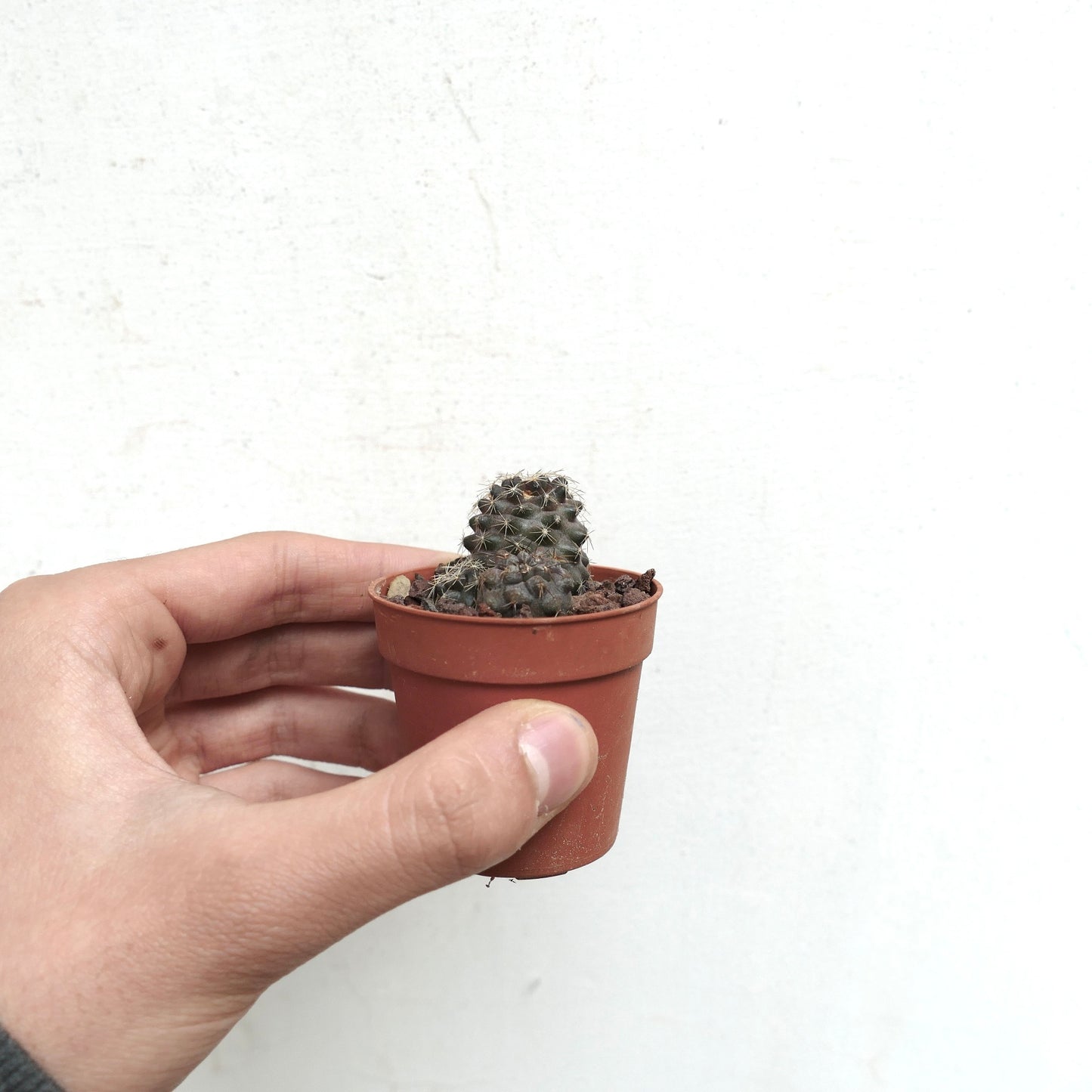 Copiapoa hybrids (pot with 3 seedlings) 20