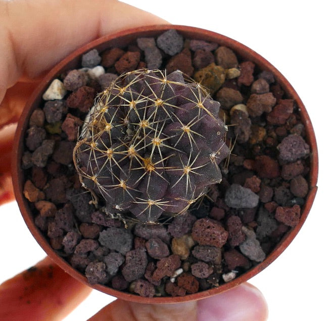 Copiapoa goldii ST3