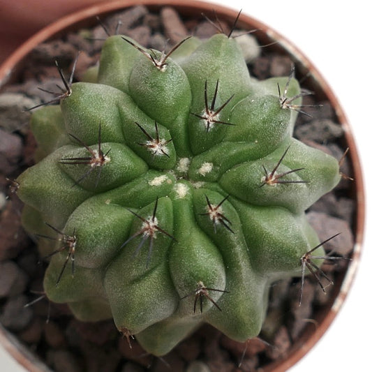 Copiapoa cinerea form nuda X hypogaea PAN800