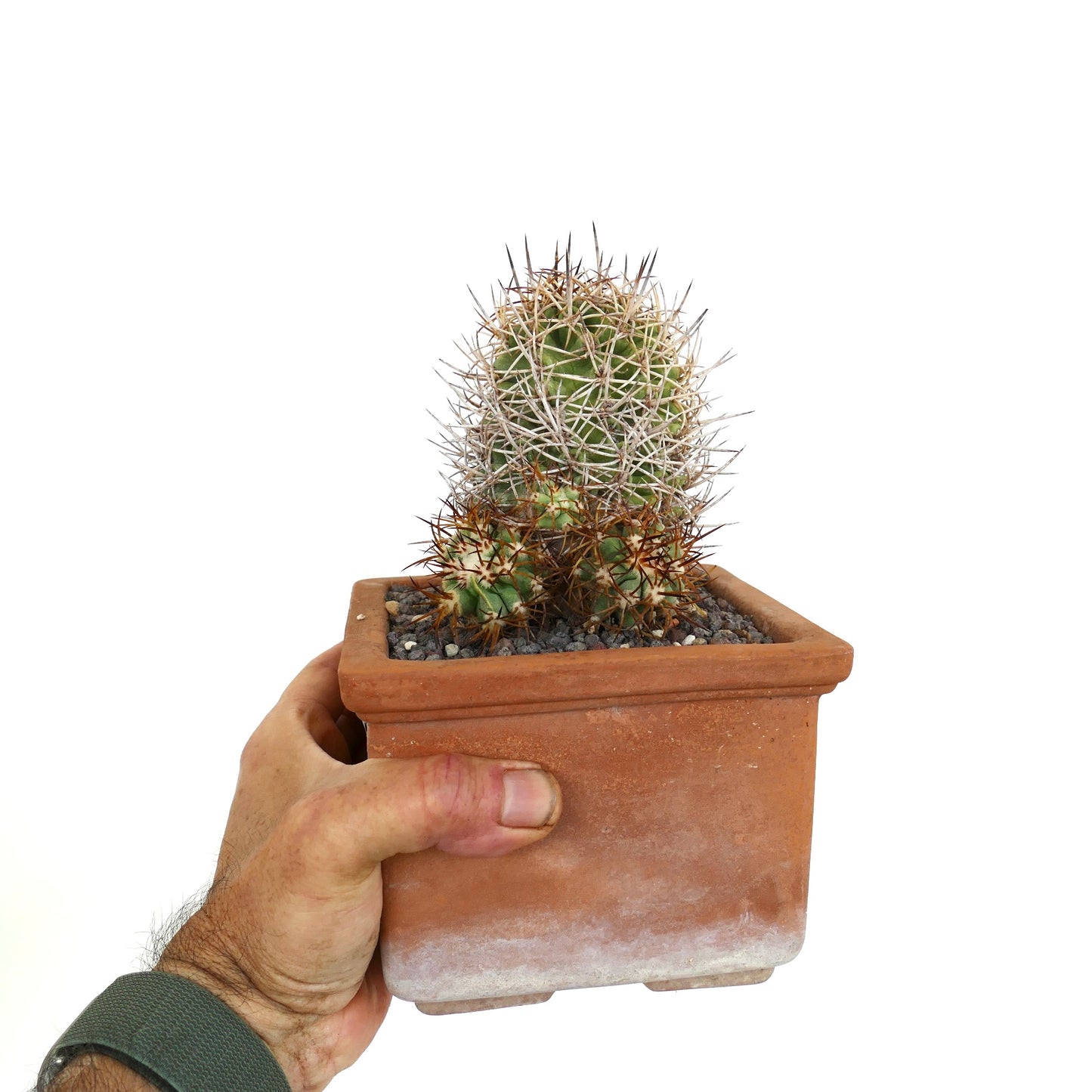 Copiapoa solaris GRAFTED CRS