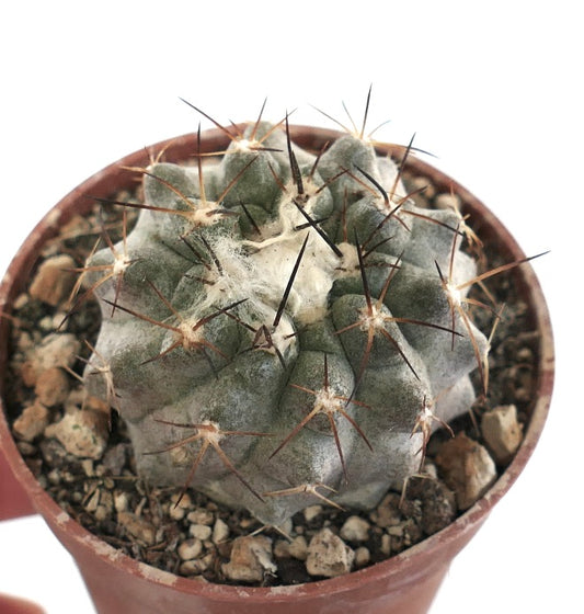 Copiapoa vallenarensis (Huasco form) OT2KK