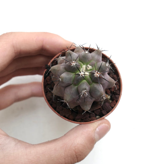 Copiapoa cinerea X cupreata KM