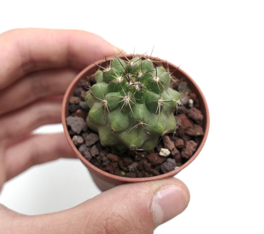 Copiapoa oliviana X serpentisulcata 66BY