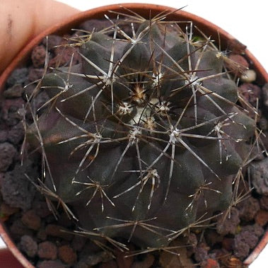 Copiapoa atacamensis JJ1