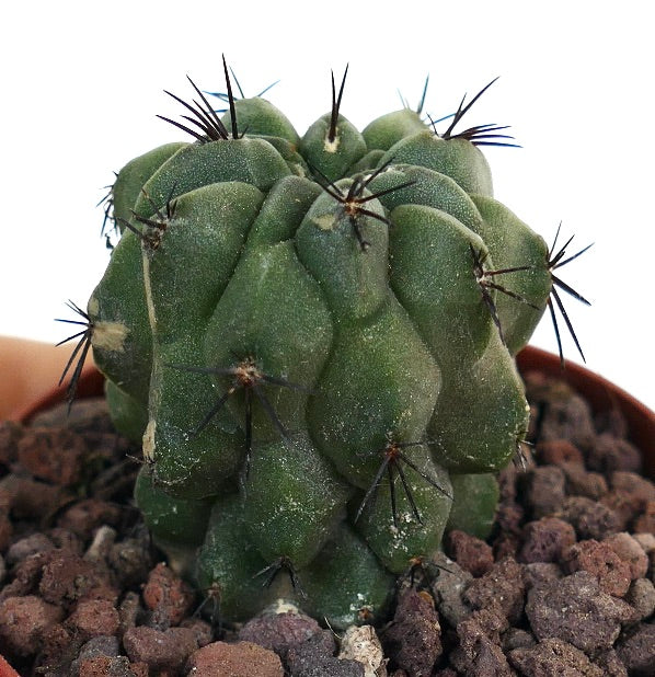 Copiapoa cinerea X hypogaea C387