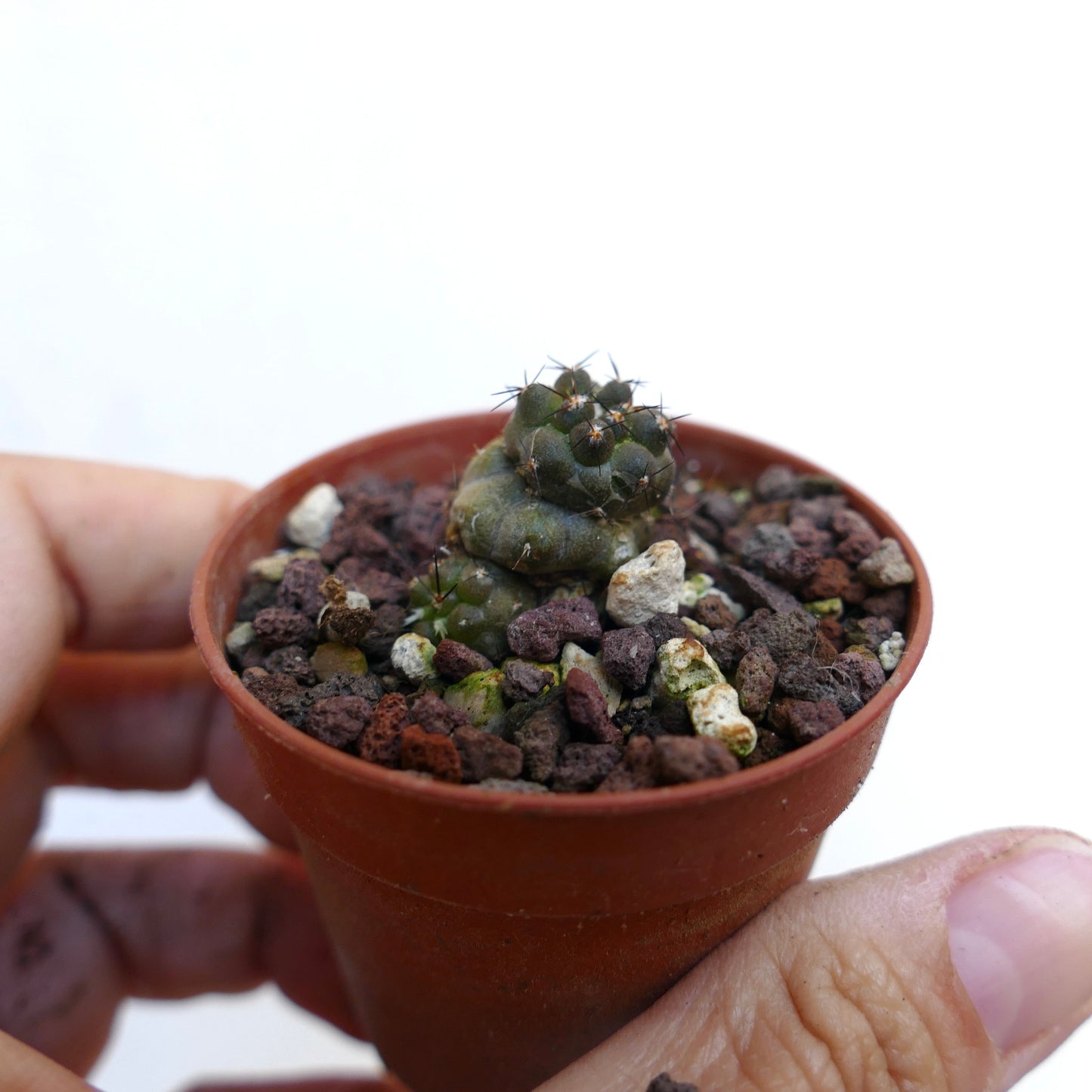 Copiapoa cinerea X humilis R15