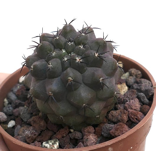 Copiapoa cinerea FRL6