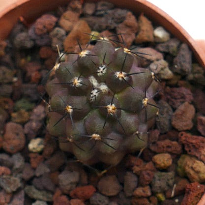 Copiapoa cinerea X grieseoviolacea 70