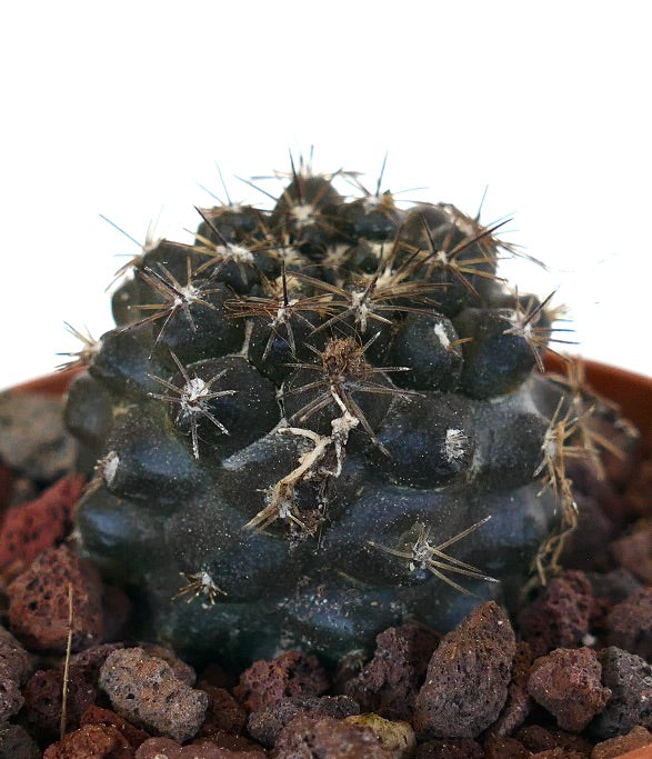 Copiapoa desertorum X humilis V71