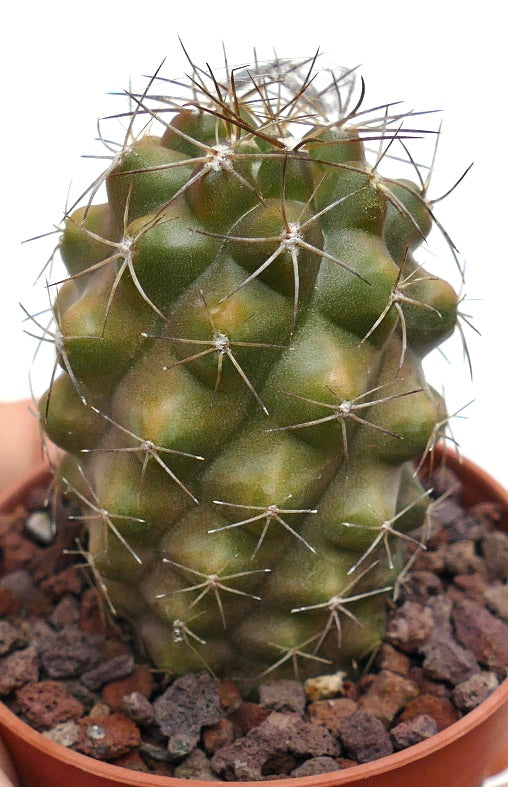 Copiapoa humilis X bridgesii 61T