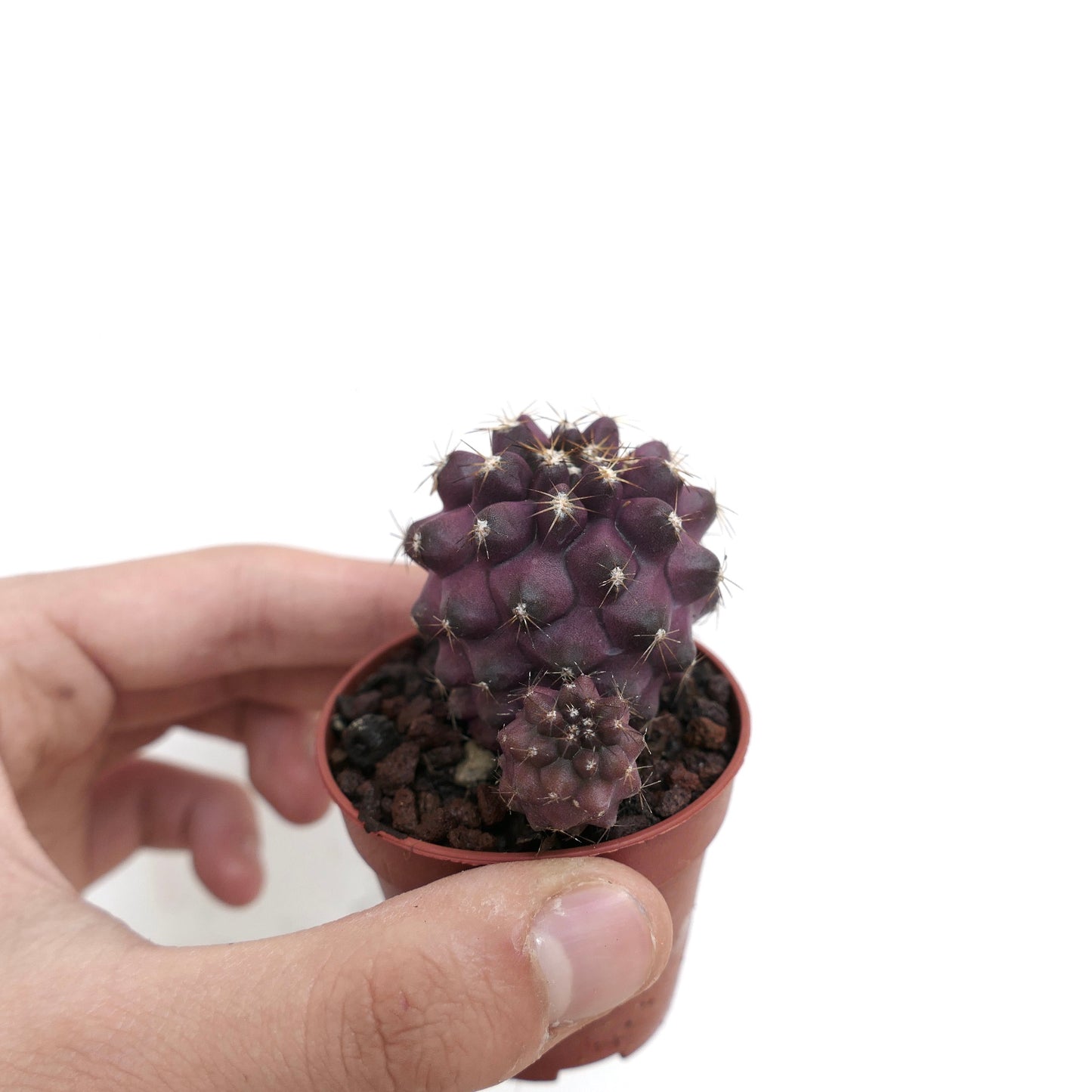 Copiapoa copiapoa griseoviolacea x humilis Y09