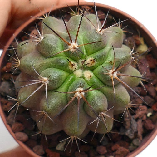 Copiapoa cinerea X bridgesii SS5